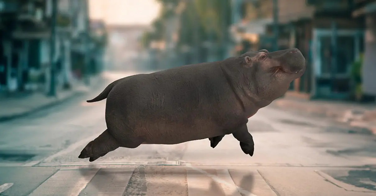 Moo Deng (หมูเด้ง) ทำคอนเทนต์ของคุณเองด้วย PixelSquid โมเดล 3D_cover