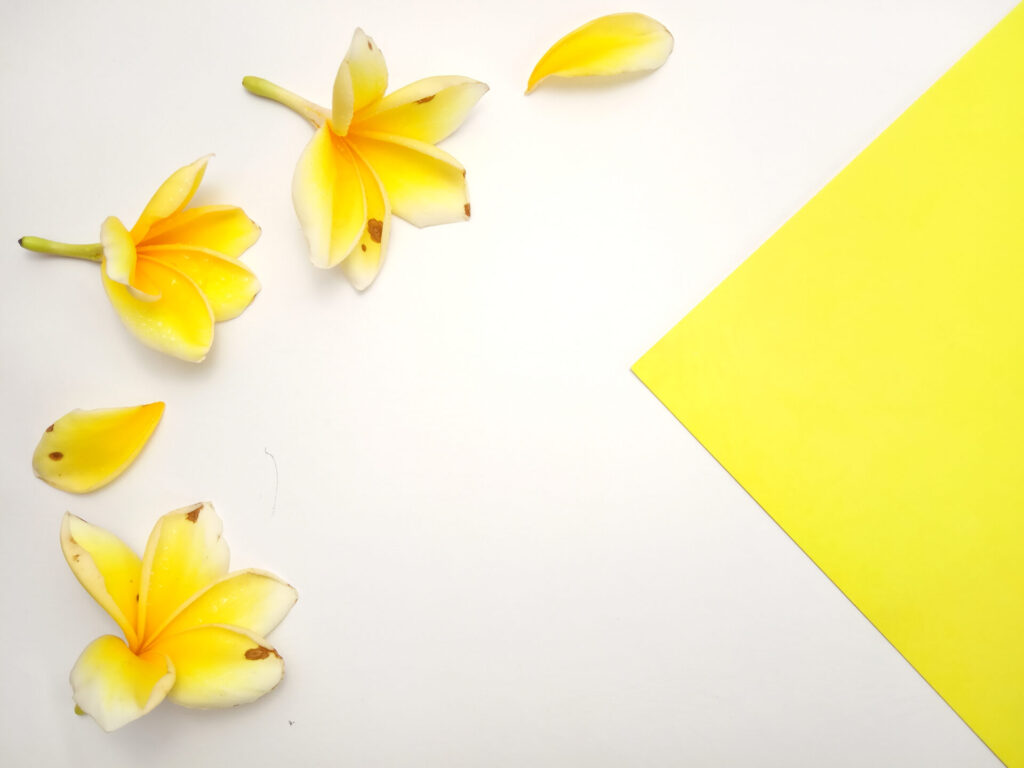 Close,Yellow,Background,With,Frangipani,,Element,Design,For,Message,,Quote,