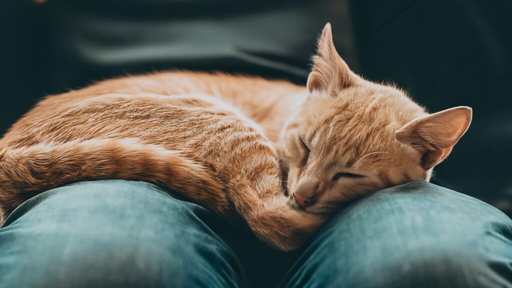 Cat,Sleeping,On,Human,Lap