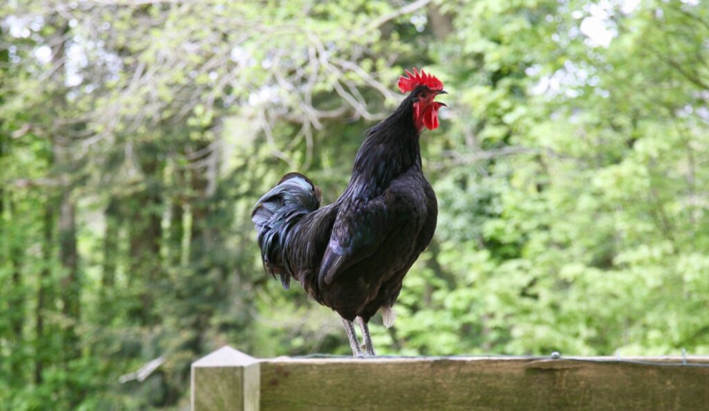 A,Big,Black,Cockerel,In,The,French,Countryside,,Normandy,,France,