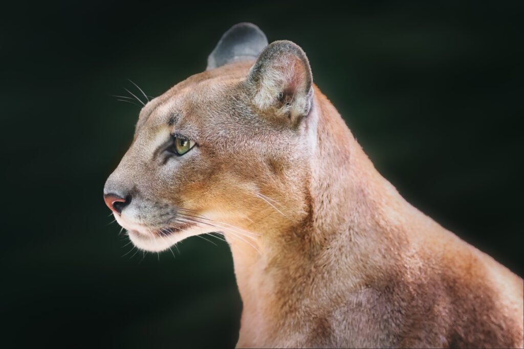 Cougar,Side,Portrait,(puma,Concolor),Also,Known,As,Mountain,Lion