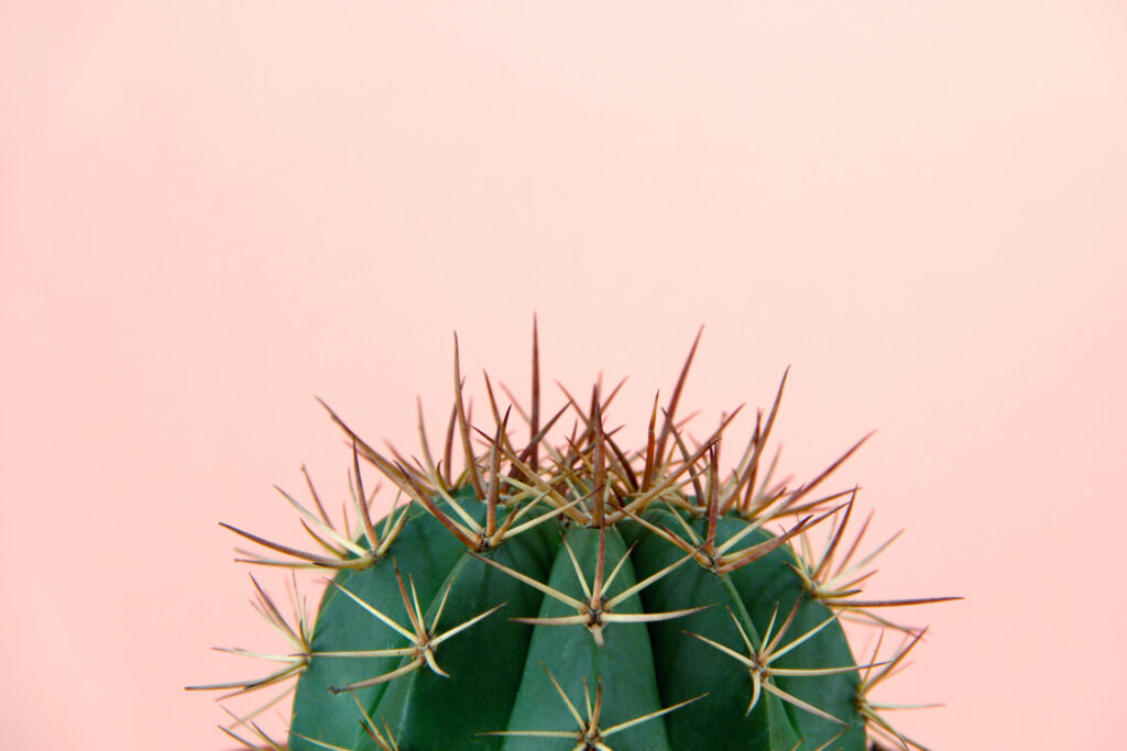 Cactus