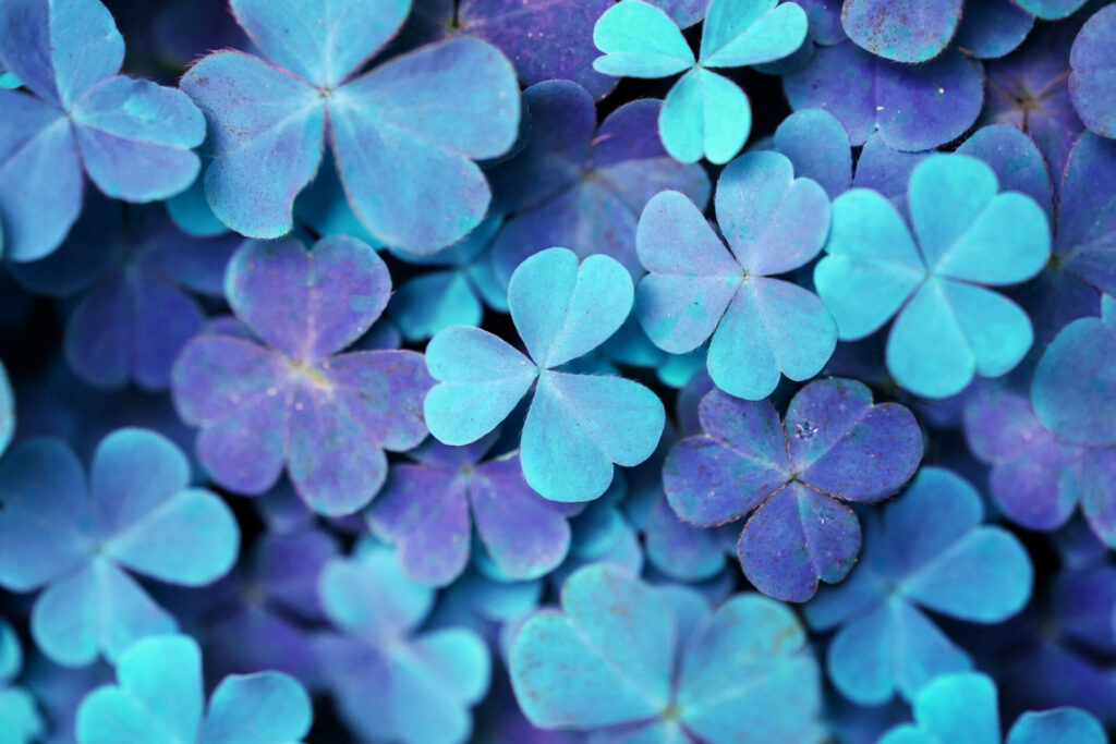 Soft,Blur,Lucky,Clovers,With,Rainbow