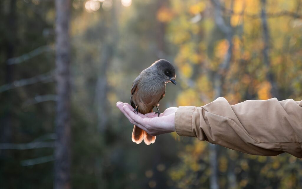 Siberian,Jay,Sits,On,Hand.,Person,Feeding,Bird,In,Finland