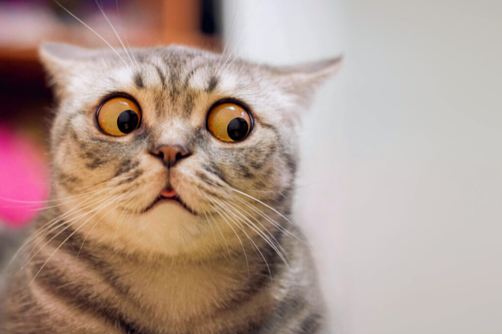 Skeptic,Surprised,Cat,Thinking,Dont,Know,What,To,Do,,Big
