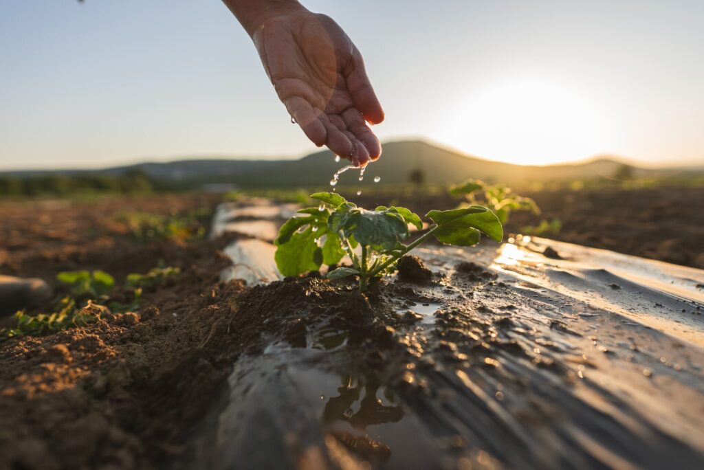 Vegetable,Garden,Care,,Gardening,And,Agriculture.,Farmer's,Hand,Watering,A