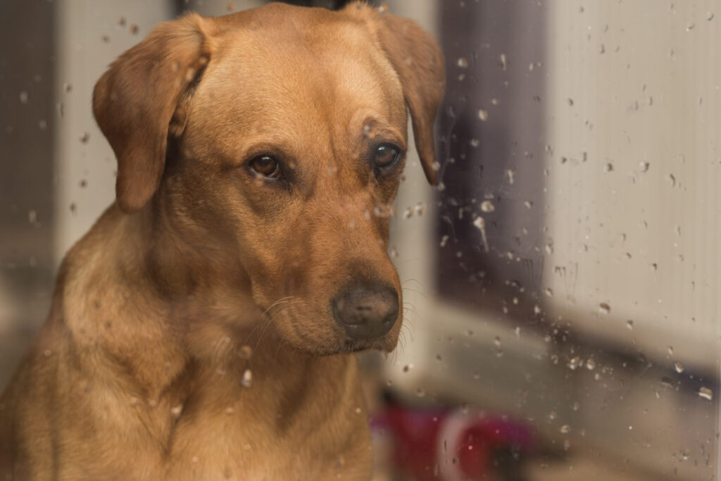 Dog,Raining,Inside